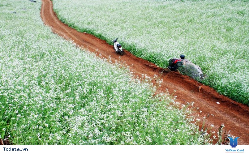 Có những mùa hoa đẹp khó cưỡng ở Mộc Châu! - Ảnh 1